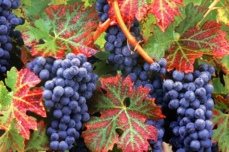  Минсельхоз Армении призывает фермеров ускорить работы по закапыванию виноградных лоз в преддверии морозов