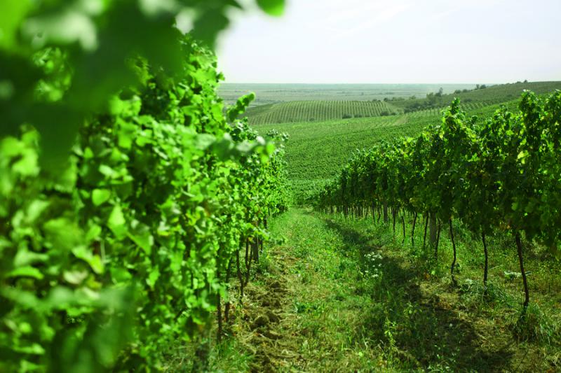  Власти Дагестана начали искать инвестора для строительства нового виноградного комплекса
