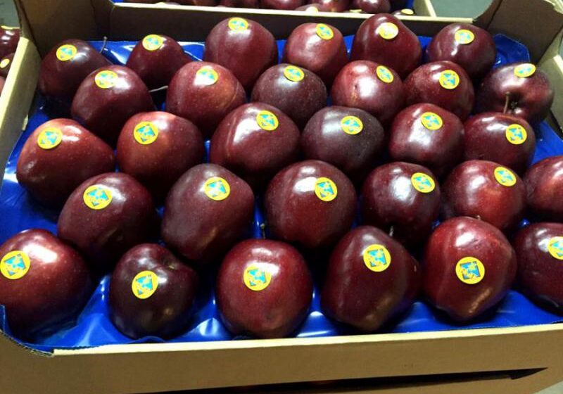  Яблоки из молодых садов Петра Гадза экспортируются в Европу и Азию