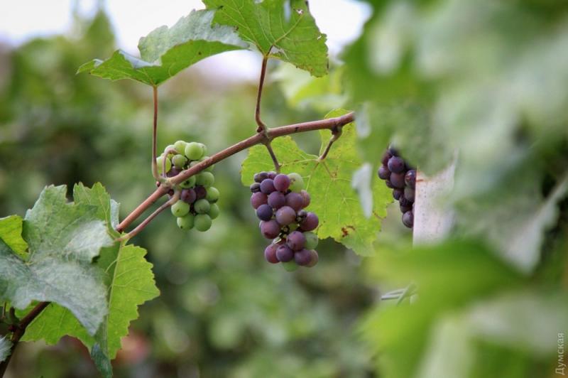  Минагрополитики разработало новый проект закона для виноградарей