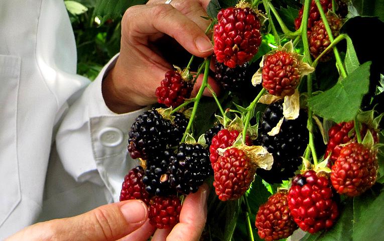  В Минагрополитики Украины планируют разработать новые программы для поддержки ягодников и садоводов