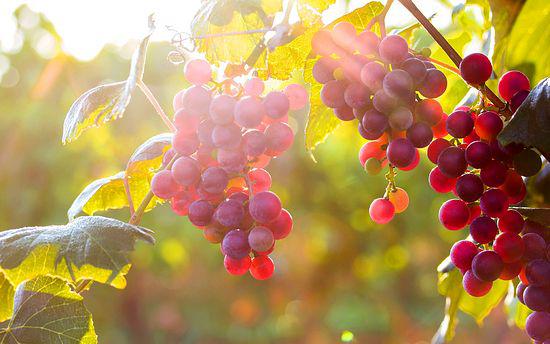  Мировое производство столового винограда выросло до рекордных показателей, несмотря на снижение урожая в ЕС