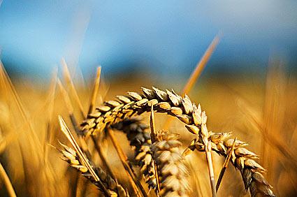  Украинских сельскохозяйственных производителей ожидает новый удар