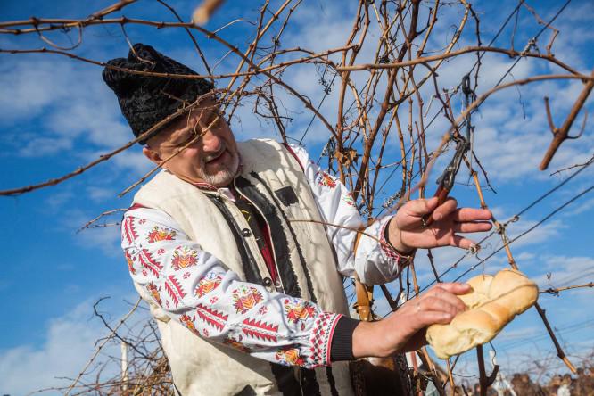  В Одесской области пройдет праздник виноградной лозы
