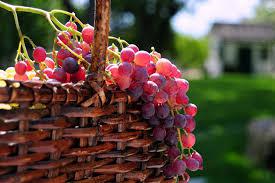  В Армении создан коллекционный виноградник