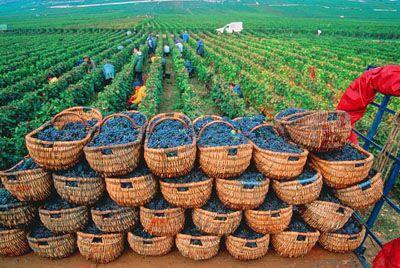  В Молдове одобрен Регламент Реестра винодельческих предприятий