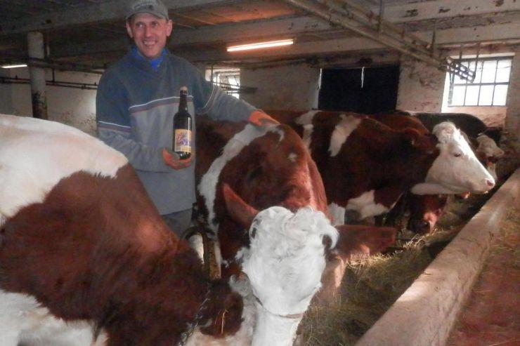  Бельгийский фермер поит коров пивом для улучшения качества мяса