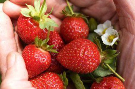 Мелкие производители ягод не имеют средств на сертификацию – эксперт