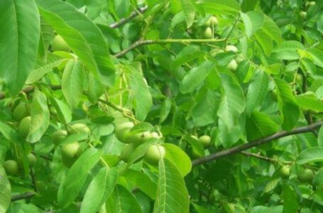 Искусственное перемешивания воздуха повысит урожайность грецкого ореха