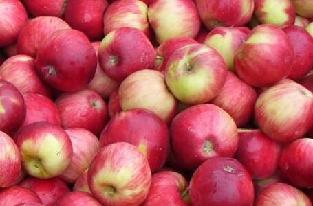 В Украине появились первые партии урожая яблок