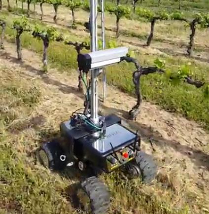  В Португалии робот помогает виноделам оценить урожай