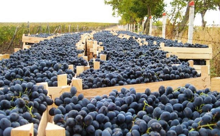  В Грузии будет переработано рекордное количество виноградной ягоды
