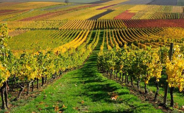 Европейское винодельческое производство пострадало от засухи и изменений климата