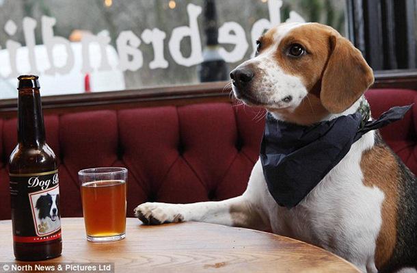  Пиво для собак — в Индии открыли отель для пушистых постояльцев