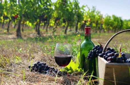 Сколько зарабатывают компании на производстве вина в Украине?