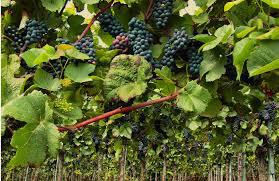  Виноград допоміг фермерам збільшити врожайність сої