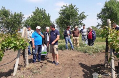 Українські виноградарі скаржаться на здорожчання ручної праці