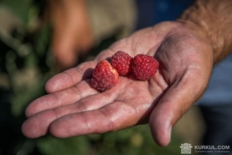  Польські фермери хочуть обмежити імпорт малини з України