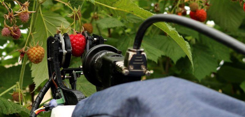  Британські виробники ягід випробовують нового робота для збирання малини
