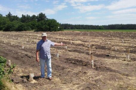 В Черкасской области заложили плантацию киви