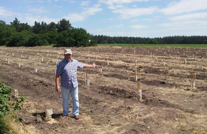  В Черкасской области заложили плантацию киви