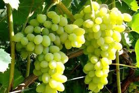  Из-за проблем с качеством столового винограда в Молдове темпы его уборки снизились в разы