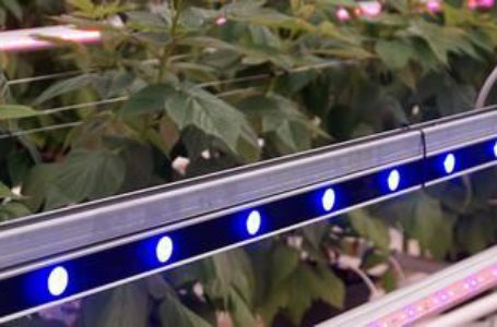 В Голландии начаты новые испытания выращивания малины и ежевики в светокультуре