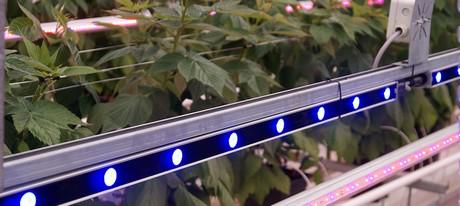  В Голландии начаты новые испытания выращивания малины и ежевики в светокультуре