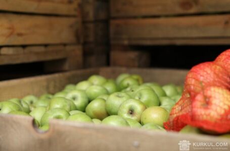 Україна збільшила експорт яблук та груш у три рази