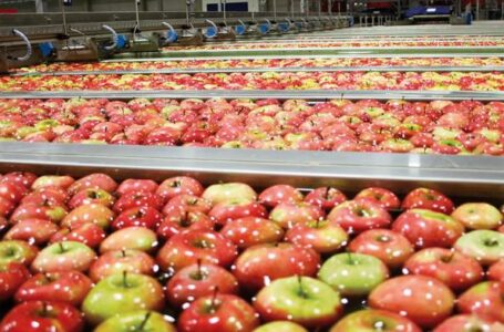 В Черновицкой области запустили новую сортировочную линию для экспорта яблок в Бангладеш и Саудовскую Аравию