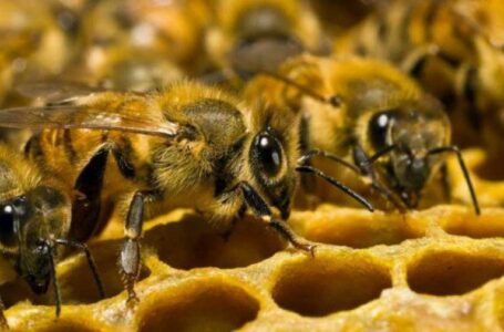 В Україні страхуватимуть бджіл