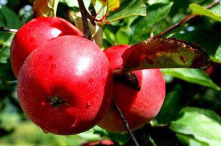 Українська плодоовочева асоціація ініціює скасування мита на українські яблука в Єгипті