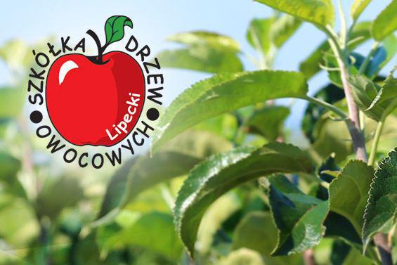  Польський досвід закладення прибуткового яблуневого саду з нових сортів представить на конференції “Від землі до готового продукту” відомий садовод Мацей Ліпецькі