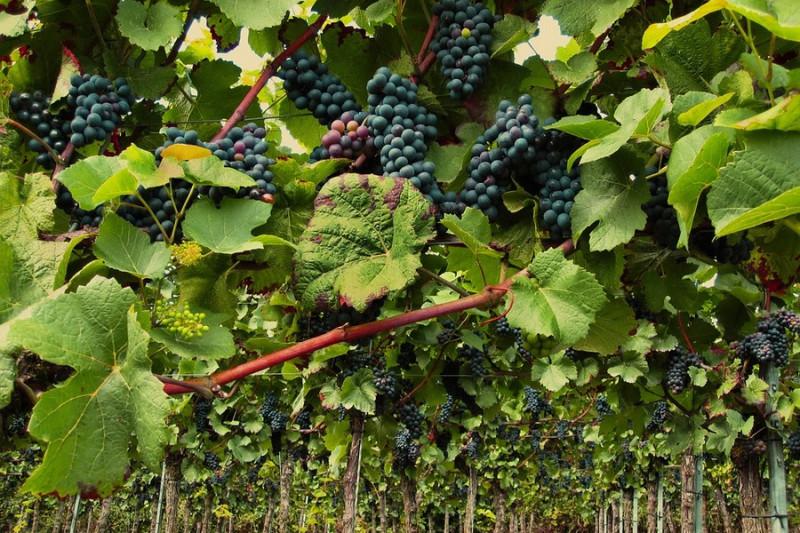  У виноградниках півдня України виявили нових шкідників