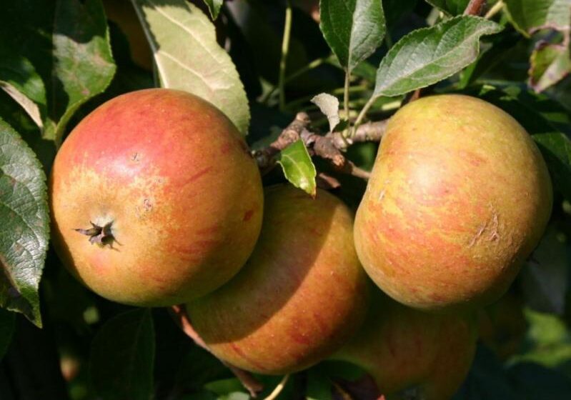  В Украине цены на яблоко после хранения ниже, чем во время уборки