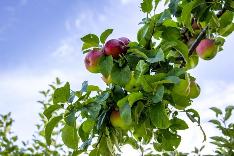  Дослідники вивели сорт яблук адаптований до глобального потепління