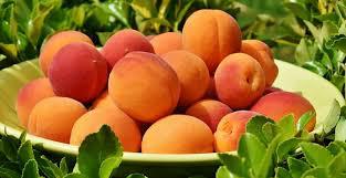  В Европе ожидается высокий урожай абрикосов