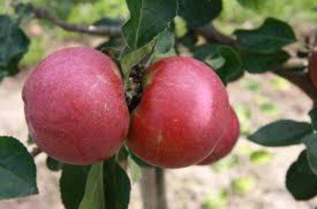 Запасов яблок в Украине может хватить до августа