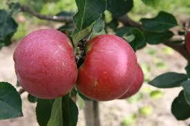  Запасов яблок в Украине может хватить до августа