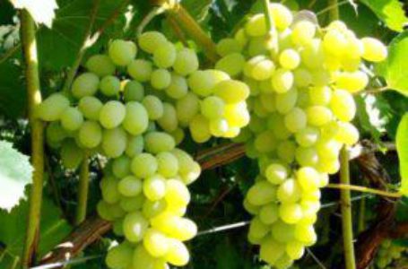 Виноградники на юге Украины практически не пострадали от заморозков