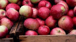  Из-за заморозков в Польше прогнозируется худший урожай яблок за 10 лет