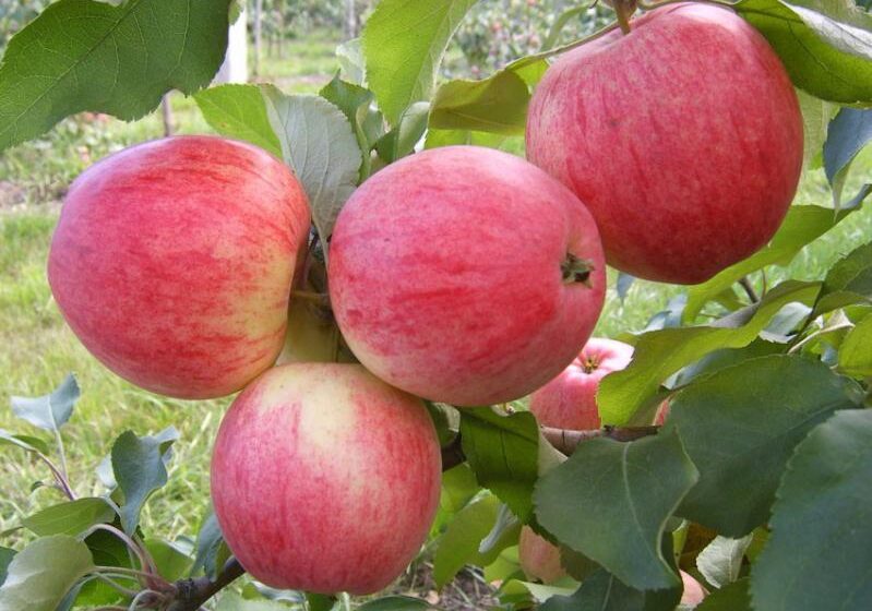  Ранние сорта яблока уже продаются на рынках Таджикистана и Узбекистана