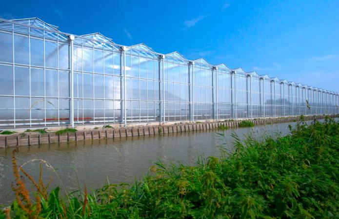  В Голландии землянику выращивают на автоматических платформах