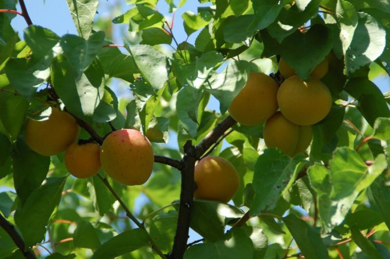  На Одещині закладуть сад самозапильних сортів абрикоса
