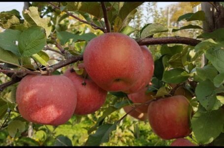 Шокирующий, но приятный для украинских садоводов прогноз урожая яблок для ЕС обнародовала WAPA