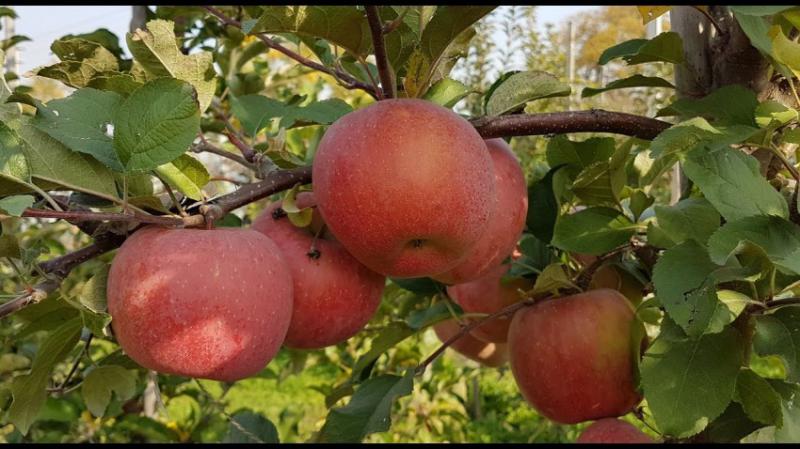  Шокирующий, но приятный для украинских садоводов прогноз урожая яблок для ЕС обнародовала WAPA
