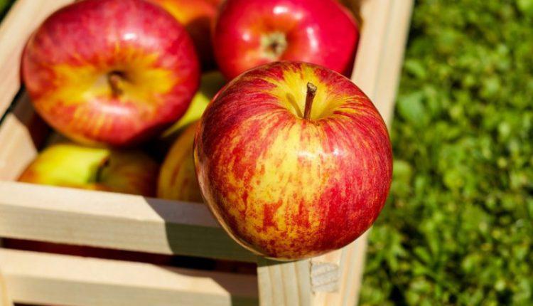  Попит на українське яблуко перевищує виробництво потрібних сортів