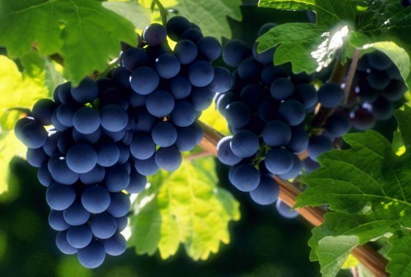  Погода негативно влияет на урожай винограда