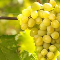  Аграрії Вінниччини планують збільшувати площі під виноградниками