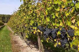  У МінАПК надали пропозиції щодо подолання кризової ситуації, яка утворилася у виноградно-виноробній галузі України